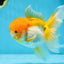 Orange White Oranda Female 5.5 inches #071125OR_07