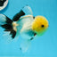 AAA Grade Lemonhead Button Eyes Oranda Male 5 inches #0927OR_24