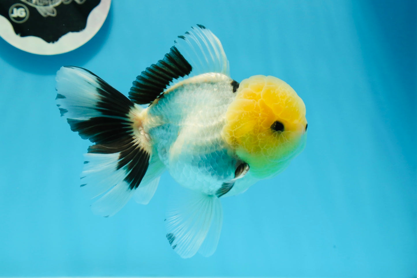 Oranda macho de cabeza de limón de grado AAA con ojos de botón, 5 pulgadas, n.º 0927OR_24