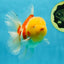 AAA Grade Sakura Oranda Male 4.5 inches #050925OR_52