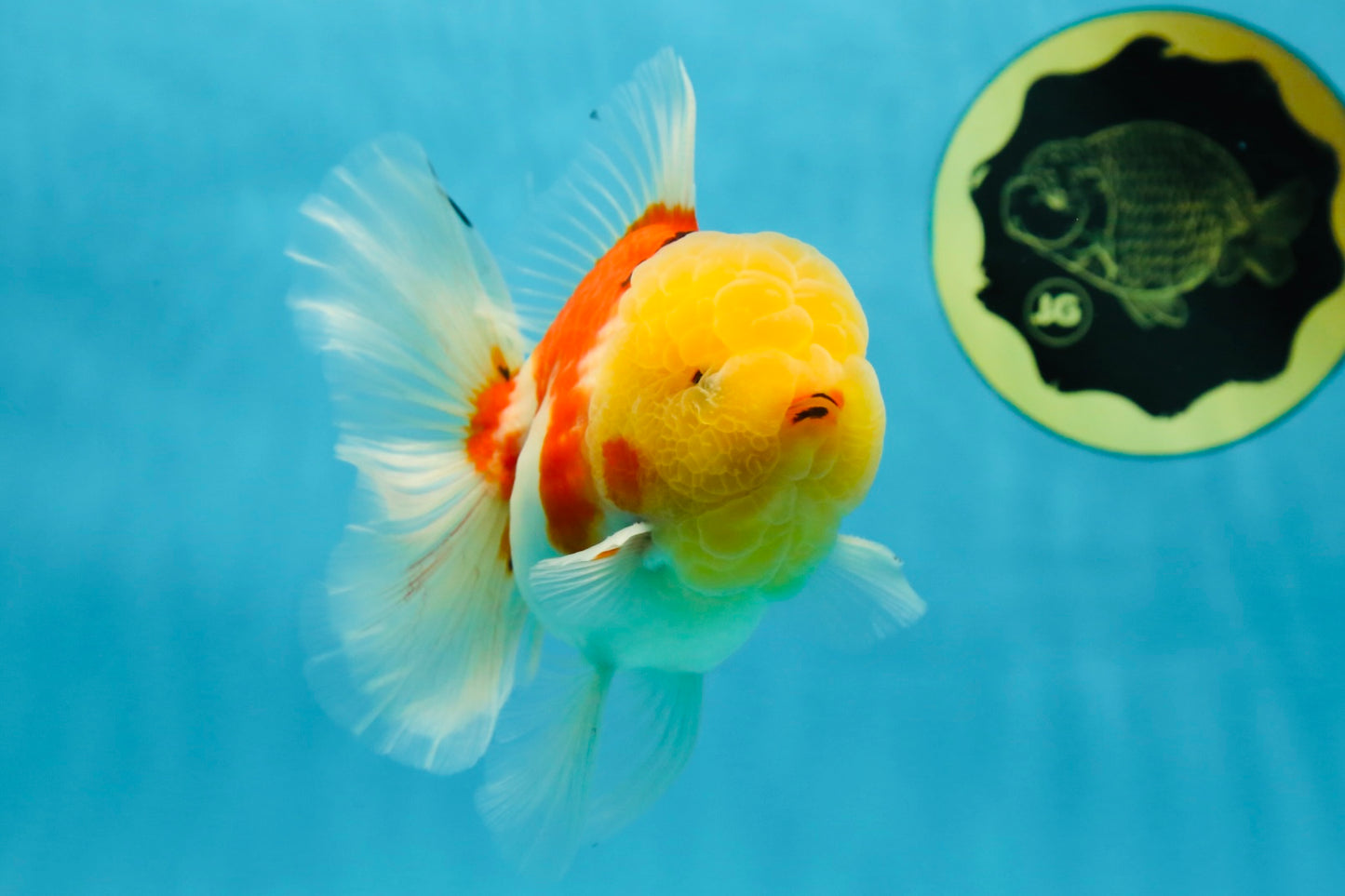 AAA Grade Sakura Oranda Male 4.5 inches #050925OR_52