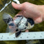 Super Panda Oranda Male 5 inches #042525OR_06