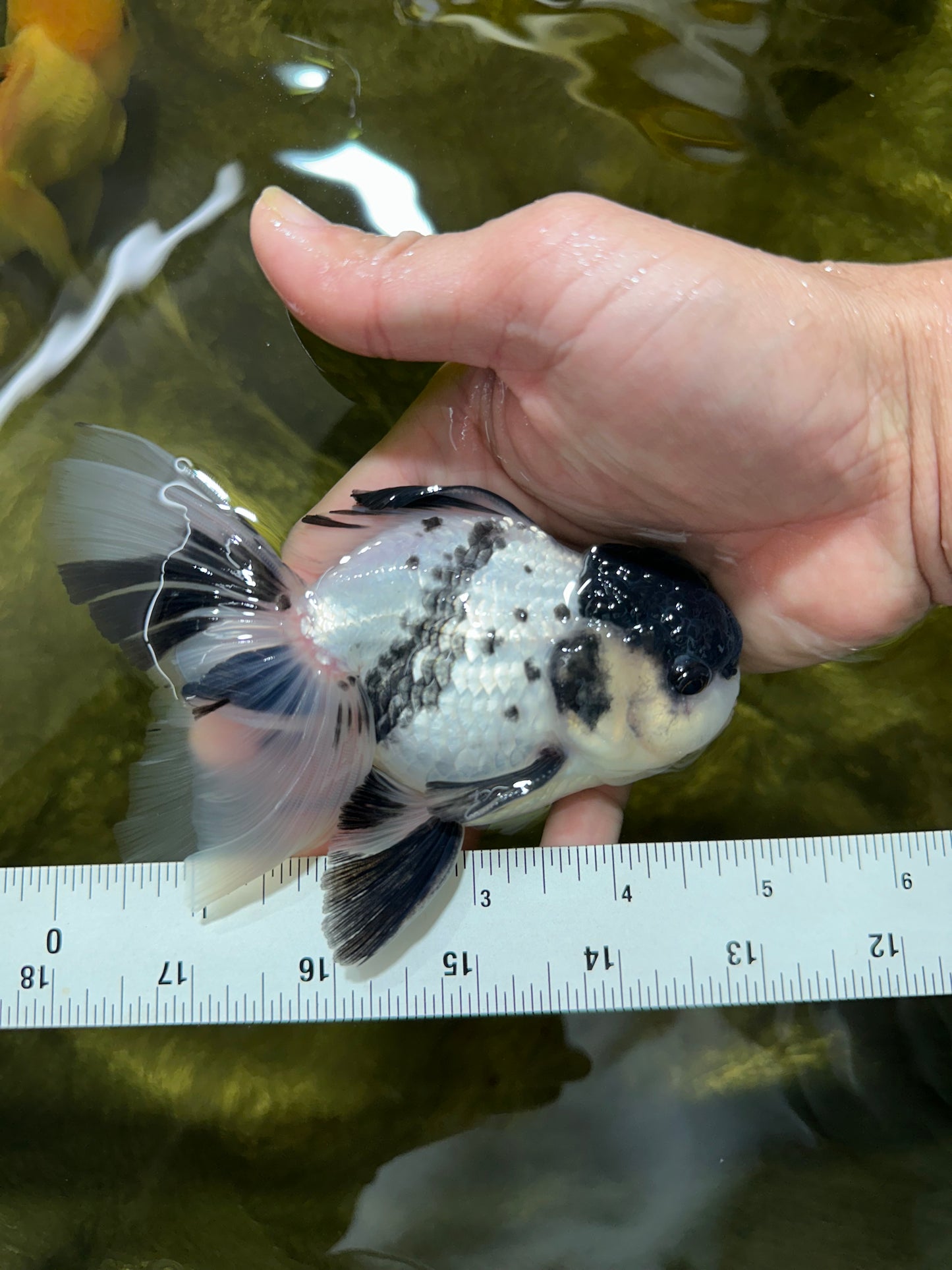 Super Panda Oranda Male 5 inches #042525OR_06