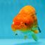 Orange Lionchu Female 4.5 inches #0927LC_32