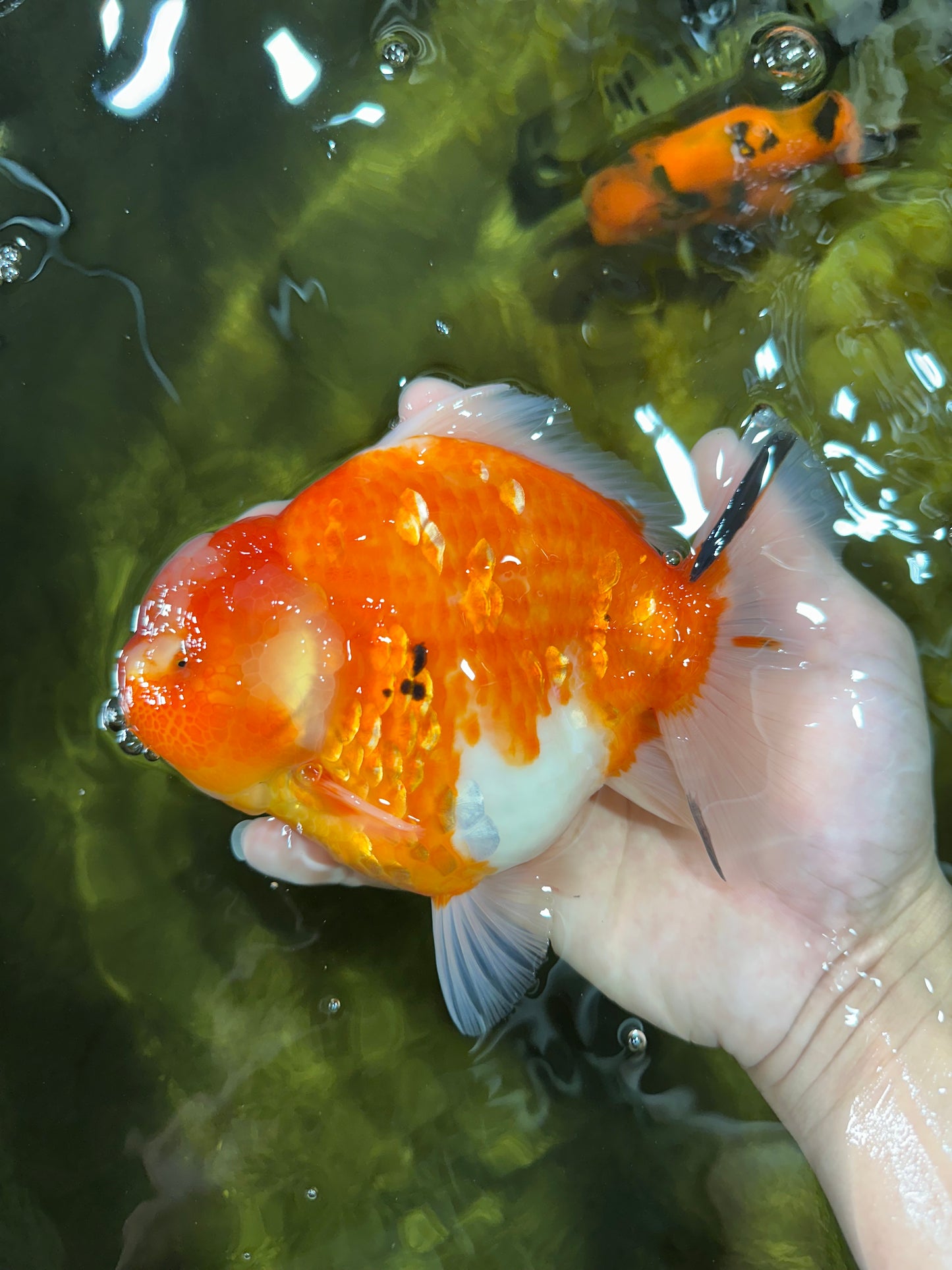 AAA Grade Godzilla Sakura Yuanbao Female 6 inches #050925YB_23