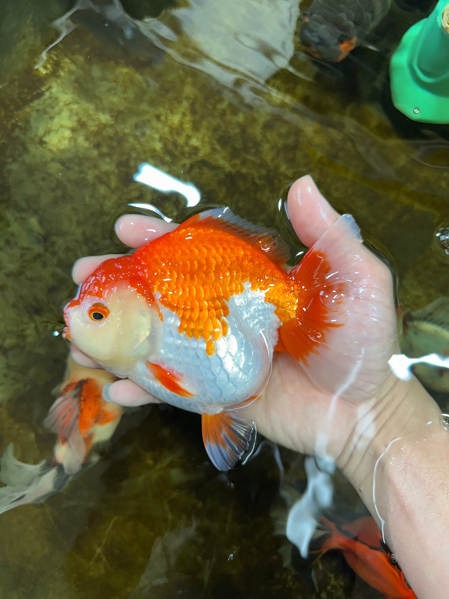 A Grade Red White Yuanbao 5.5 inches #080825YB_27