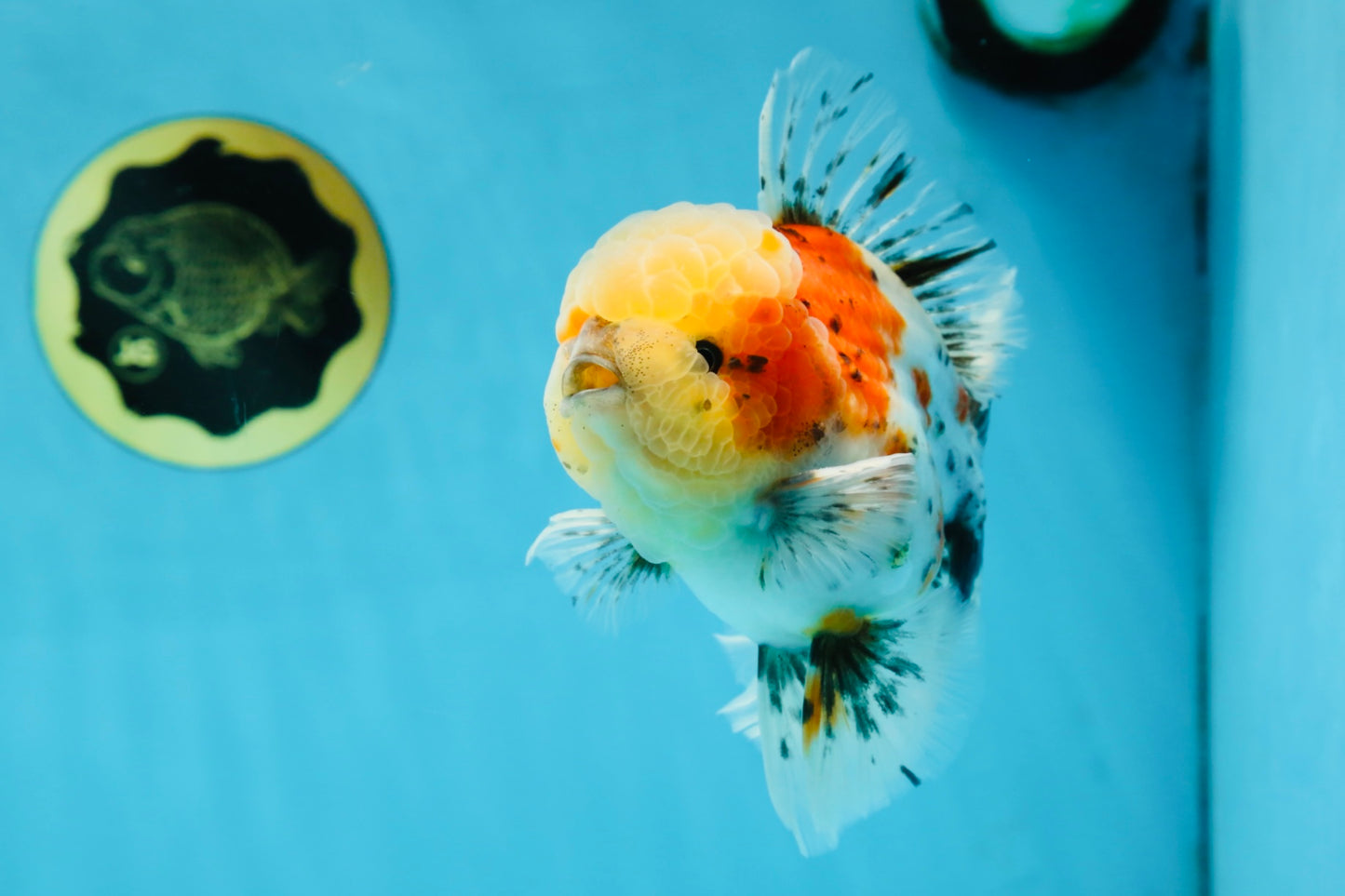 AAA Grade Godzilla Pepper Calico Oranda Male 5-5.5 inches #053025OR_27