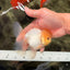 A Grade White Oranda Male 4.5-5 inches #071726OR_23