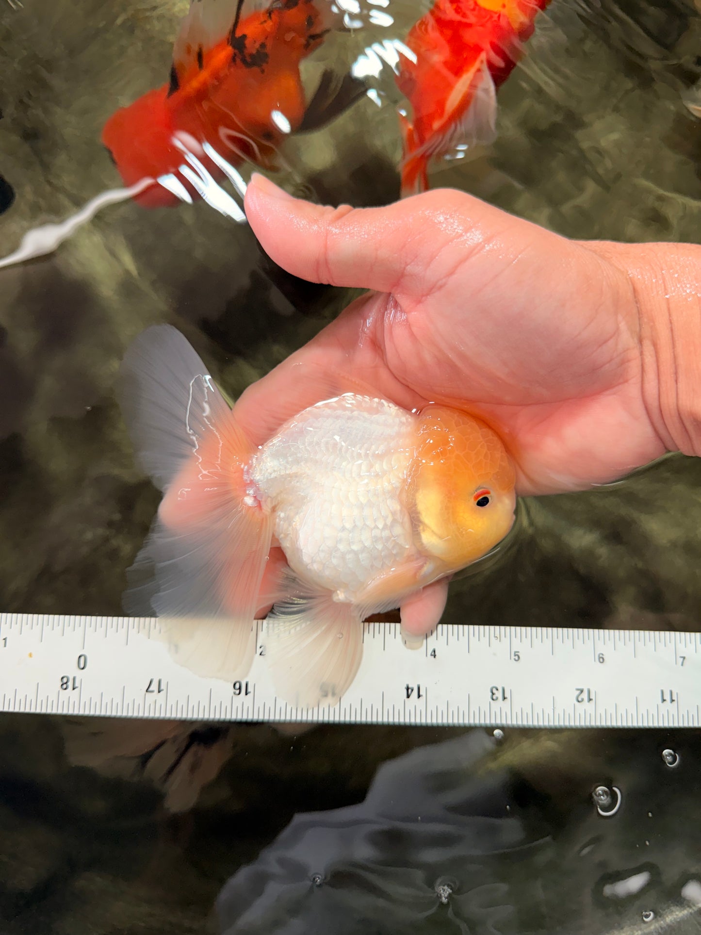A Grade White Oranda Male 4.5-5 inches #071726OR_23
