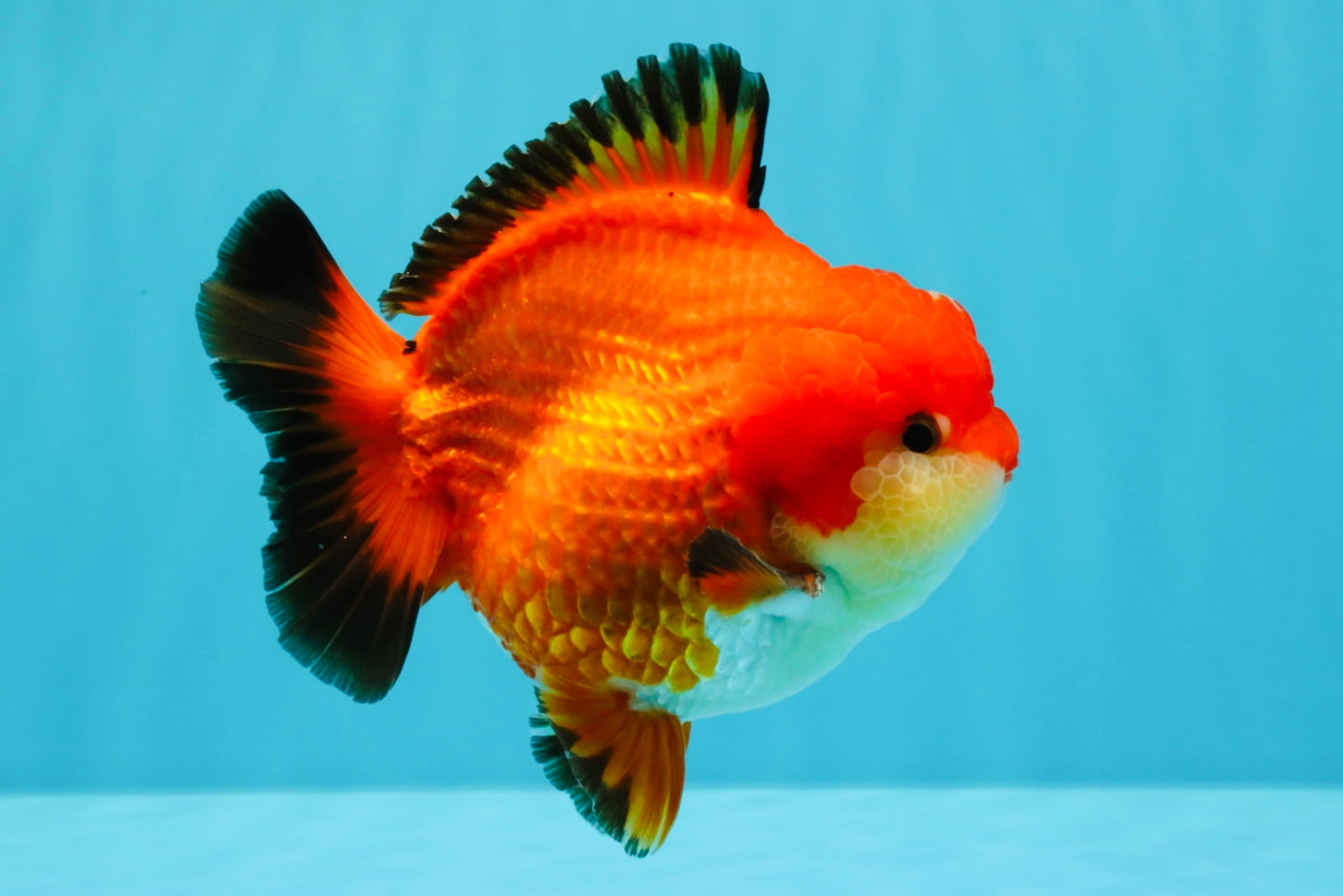 TOMATO AAA Grade Apache Yuanbao Male 5  inches #022726YB_05