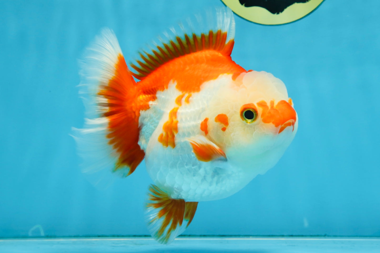 Red White Yuanbao Female 5 inches #091925YB_21