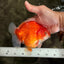 CHONKY AAA Grade Red White Yuanbao Female 5-5.5 inches #080726YB_23