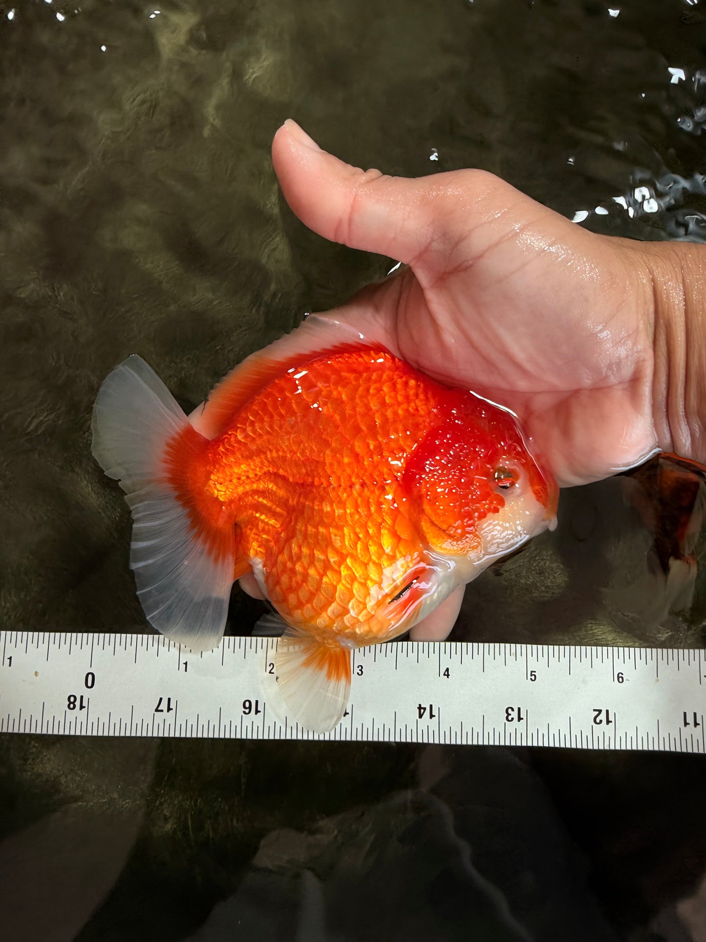 CHONKY AAA Grade Red White Yuanbao Female 5-5.5 inches #080726YB_23