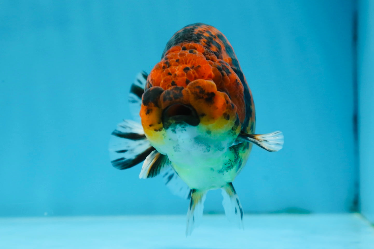 AAA Grade Tiger LionKing 5 inches #070425LC_05