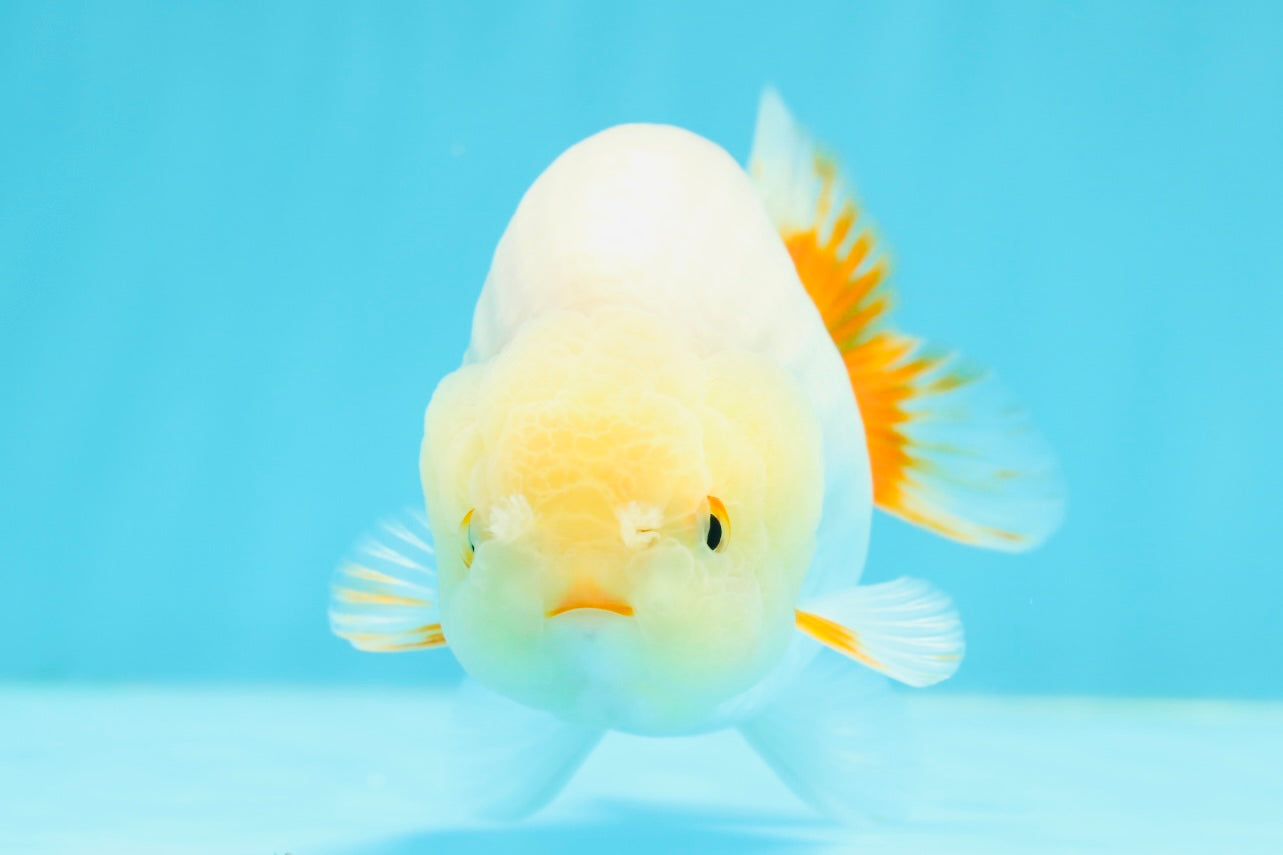 New ✨ Lemonhead White Pompoms Lionchu Male 4.5 inches #0419LC_03
