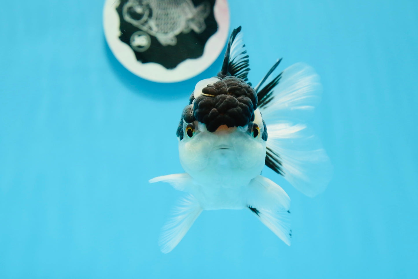 AAA Grade Panda Oranda Male 5 inches #0920OR_26