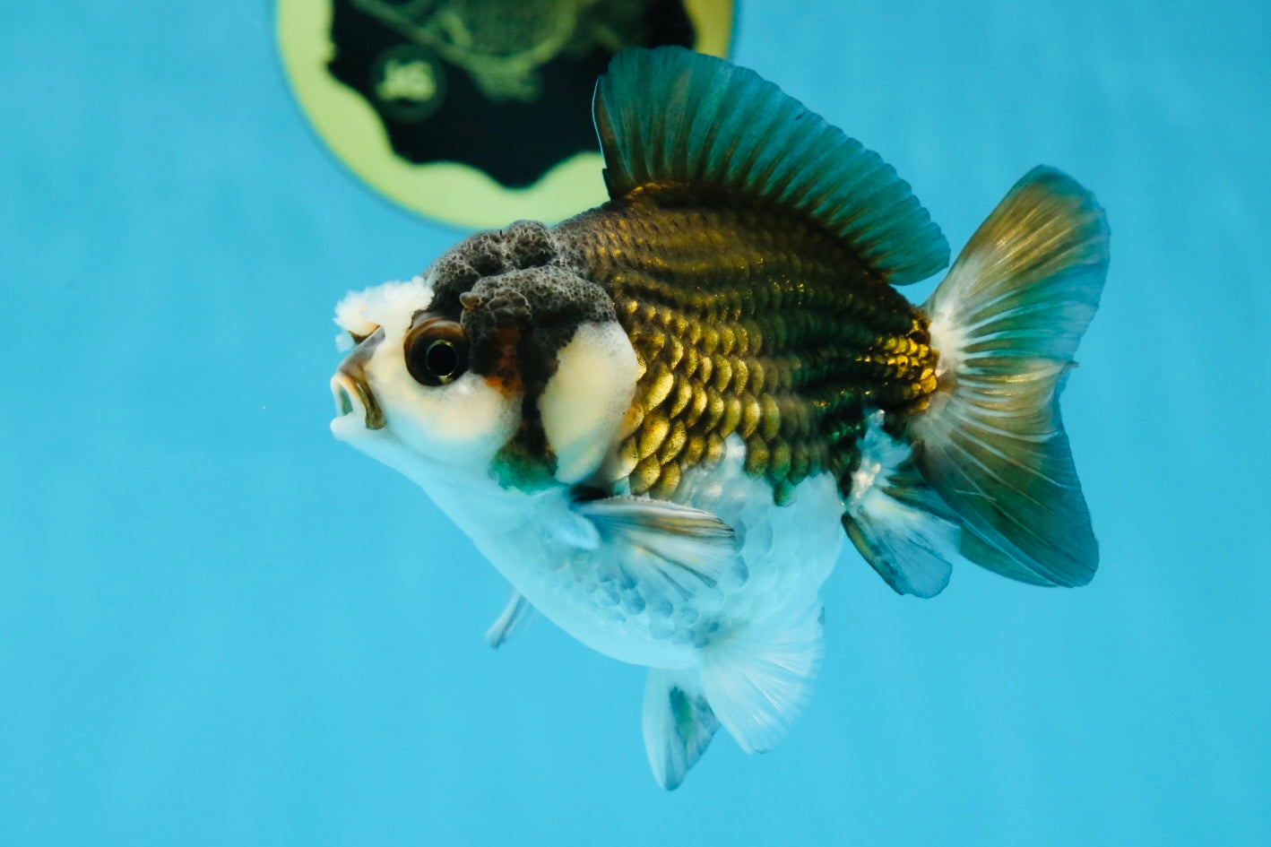 Pompom Panda Yuanbao Male 4 inches #052325YB_28