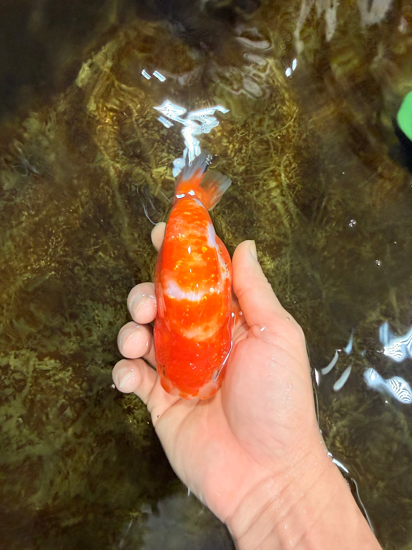 Sakura Chinese Ranchu Female 5 inches #120525RC_06