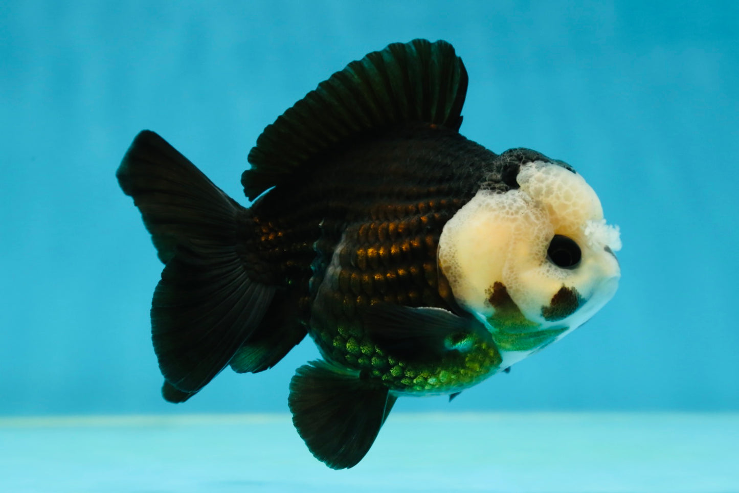 AAA Grade Pompom Panda Button Eyes Yuanbao Male 4 inches #050925YB_25