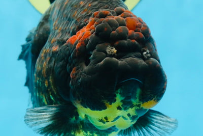 AAA Grade Tiger Yuanbao Female 5.5  inches #101025YB_28