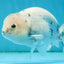 Blue Base Ocean Marble Ranchu Male 5 inches #011025RC_05