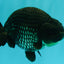 UNIQUE AAA Grade Strong Body Structure Platinum Blue Ranchu Female 4.5-5 inches #061926RC_09