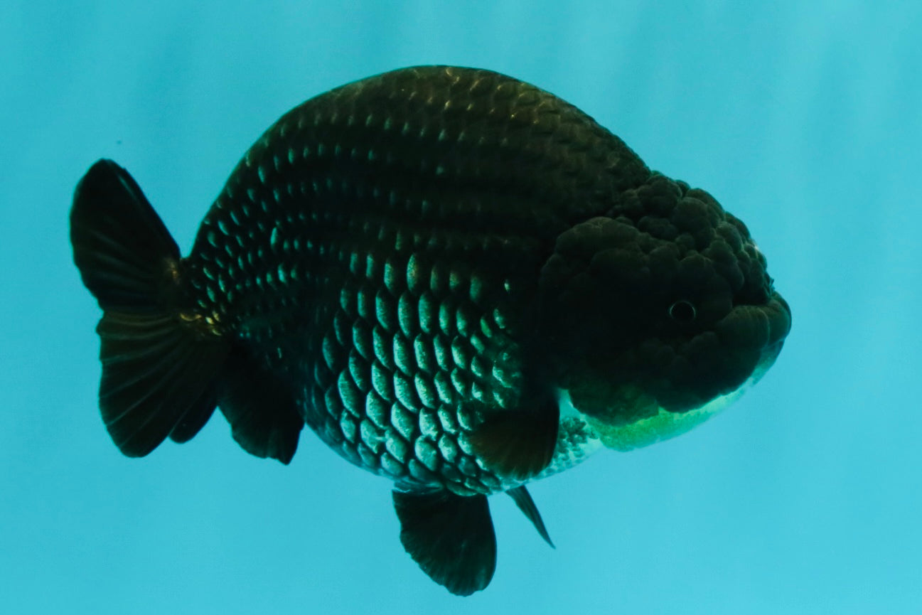 UNIQUE AAA Grade Strong Body Structure Platinum Blue Ranchu Female 4.5-5 inches #061926RC_09