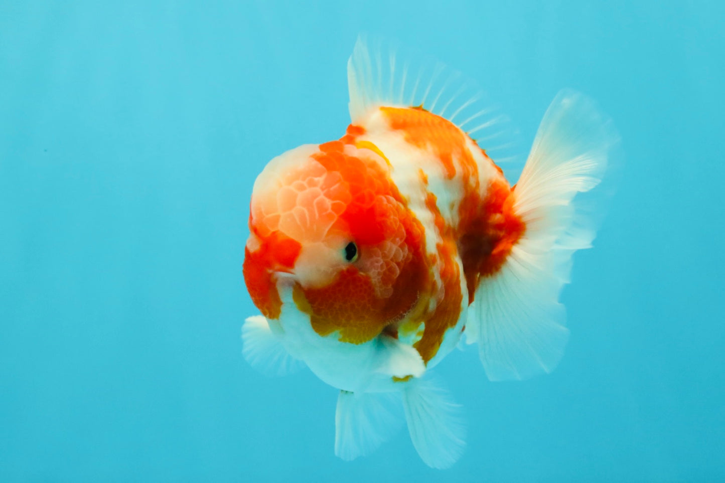 CHONKY AAA Grade Sakura Yuanbao Male 5 inches #032026YB_19