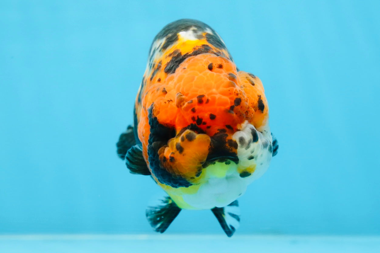 UNIQUE AAA Grade Chinese Red Head Ranchu Female 4.5-5 inches #101725RC_19