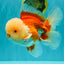 FLUFFY WEN AAA Grade Jade Head Red White Oranda Male 7.5 inches #071726OR_02