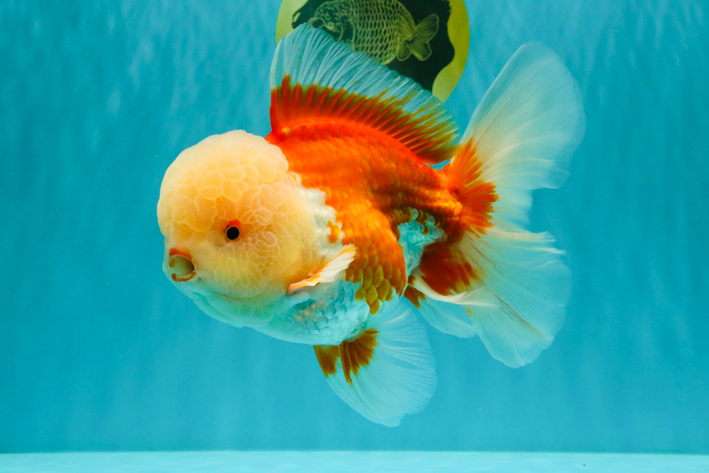 FLUFFY WEN AAA Grade Jade Head Red White Oranda Male 7.5 inches #071726OR_02