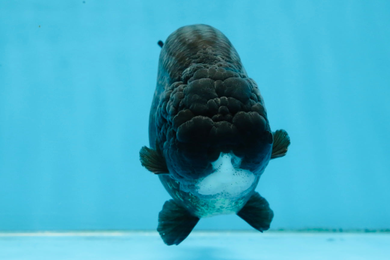 AAA Grade Black Strong Body Structure LionQueen 5.5 inches #101725LC_21