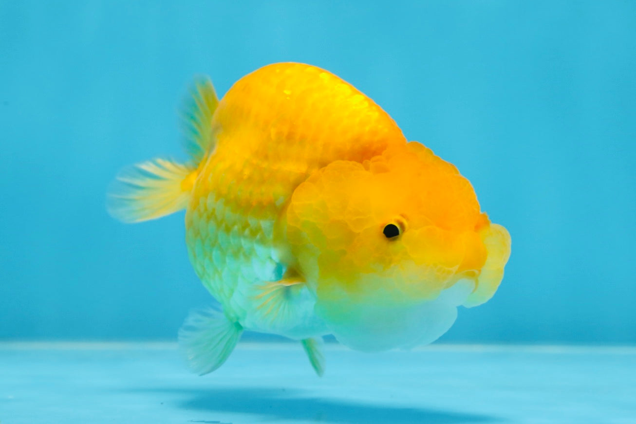 Cheese LionChu Female 4 inches #070425LC_14