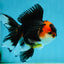 A Grade Young Tricolor Oranda Male 4.5 inches #061325_04