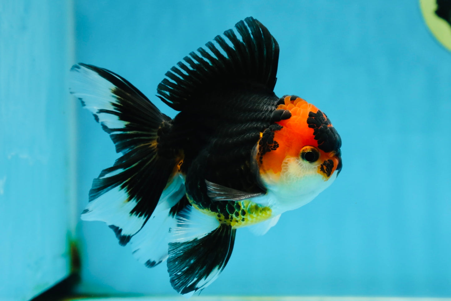 A Grade Young Tricolor Oranda Male 4.5 inches #061325_04