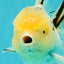 A Grade Sakura Oranda Male 6 inches #071726OR_22