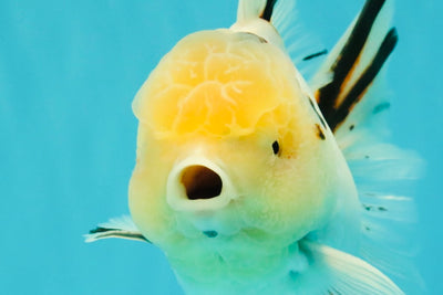 A Grade Sakura Oranda Male 6 inches #071726OR_22