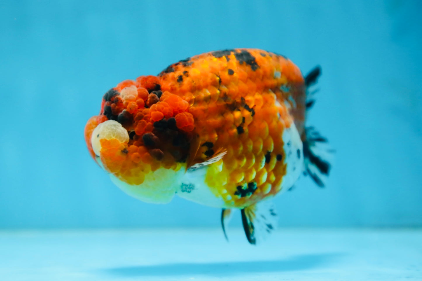 AAA Grade ADORABLE Tiger LionQueen 5 inches #082925LC_01