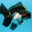 HAPPY "PO" Tricolor Oranda Male 5.5 inches #081525OR_24