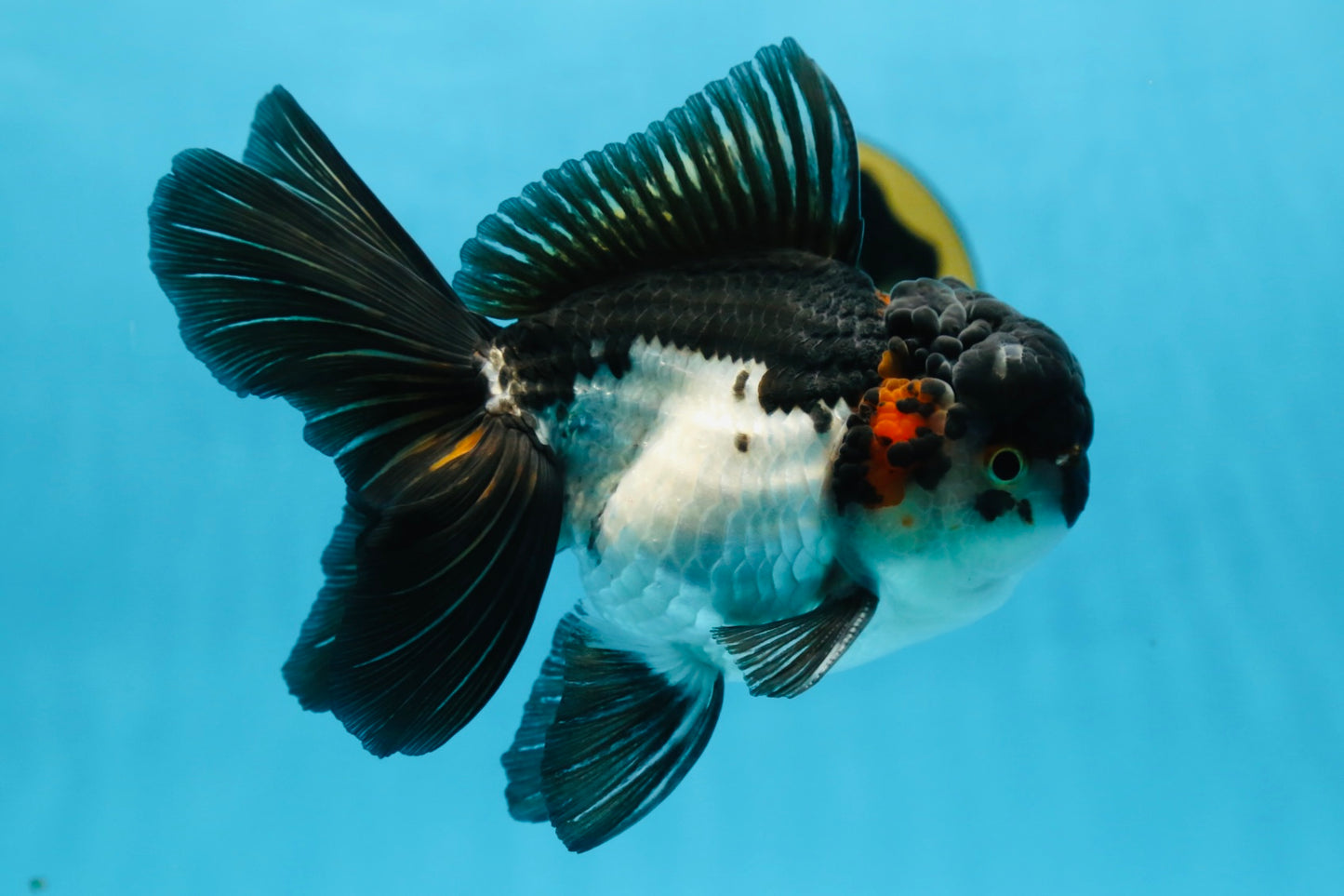 HAPPY "PO" Tricolor Oranda Male 5.5 inches #081525OR_24