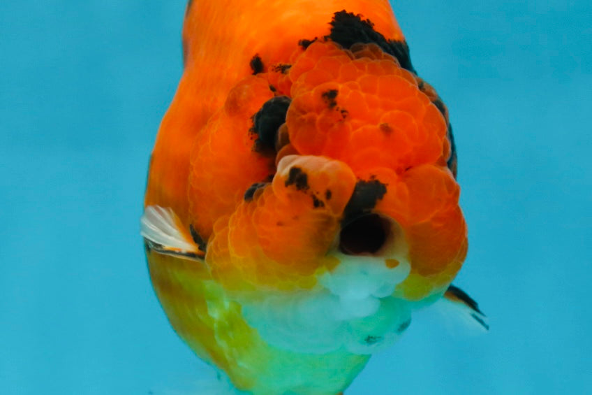 AAA Grade Cow Tiger LionKing 5 inches #050925LC_01