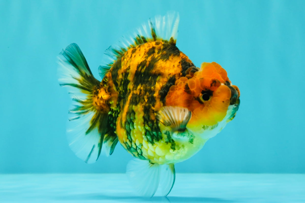 A Grade Tiger Yuanbao Male 4.5 inches #101626YB_34