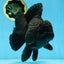 AAA Grade Godzilla Black Oranda Female 6.5 inches #081525OR_31