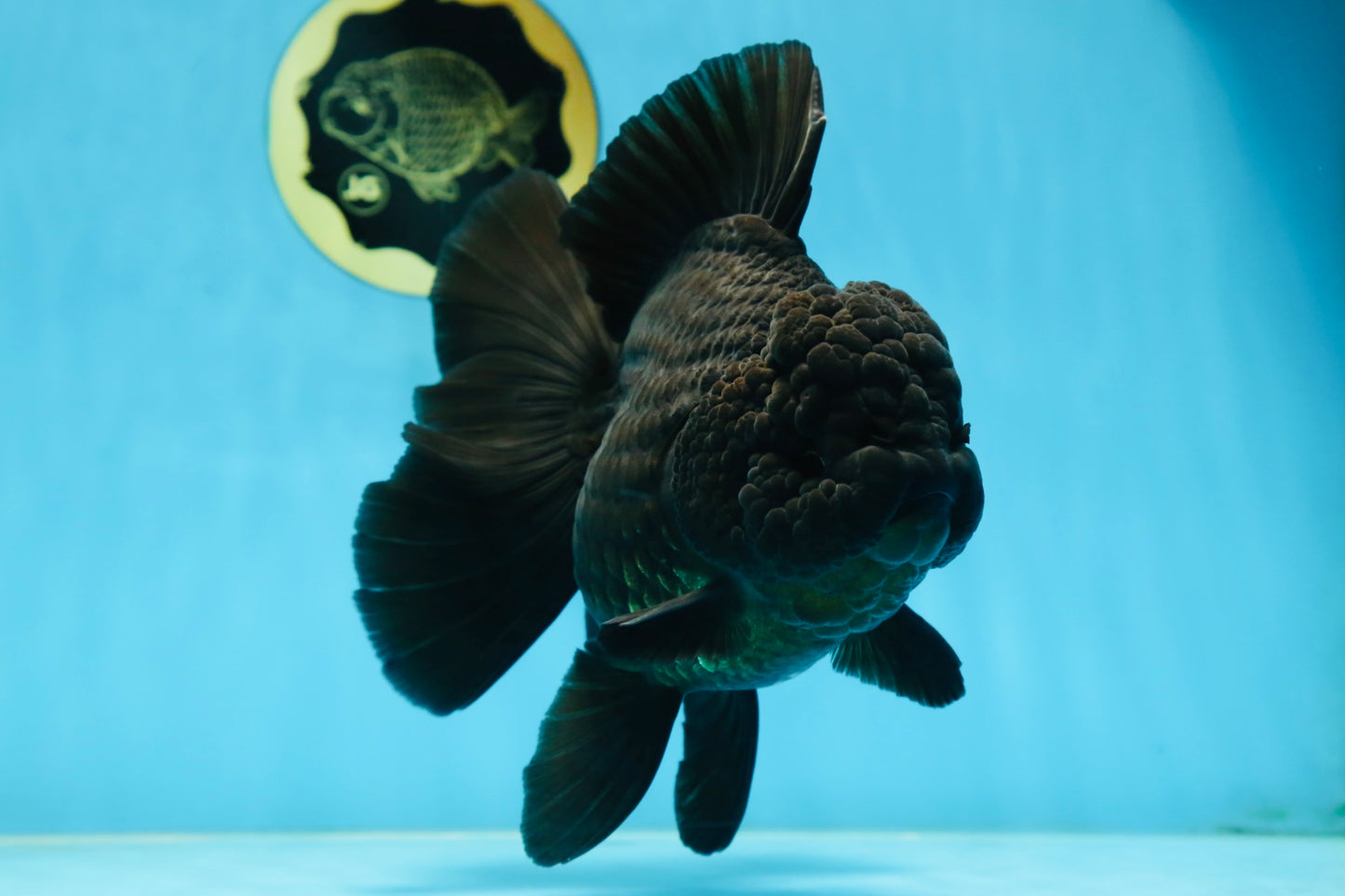 AAA Grade Godzilla Black Oranda Female 6.5 inches #081525OR_31