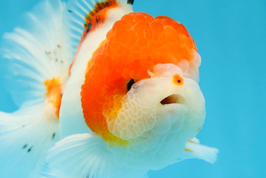 AAA Grade PUPPY Sakura Oranda Male 5 inches #062025OR_14