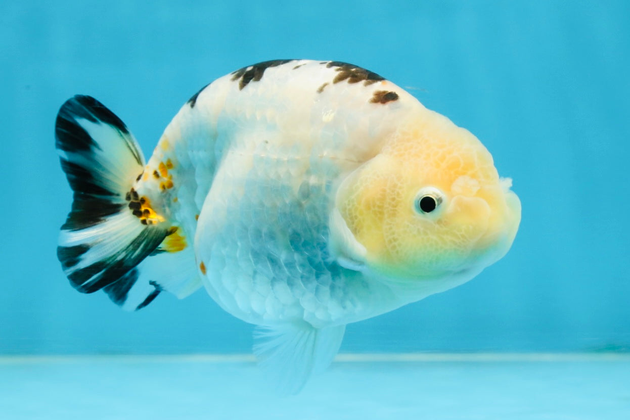 UNIQUE A Grade Chinese Cow Ranchu Female 4.5 inches #102425RC_05