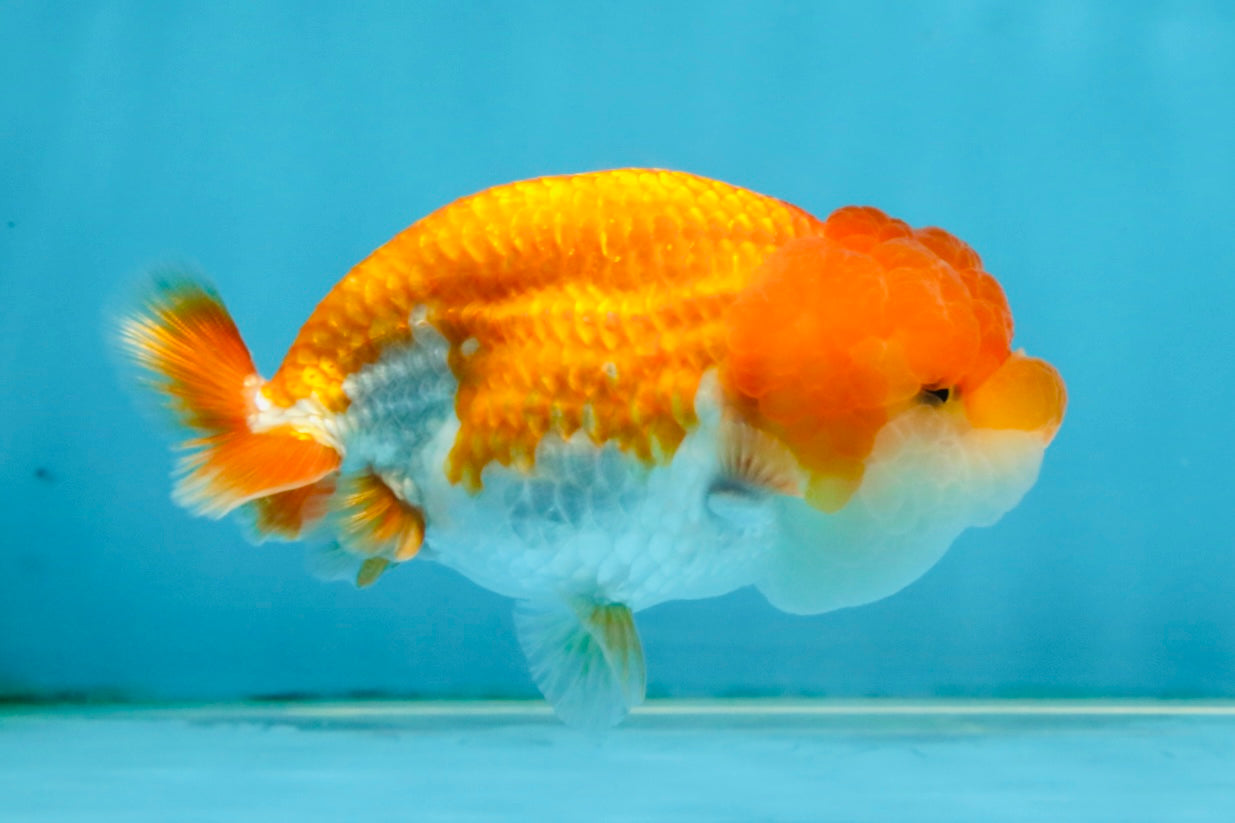 CHEEKY Red White LionChu Female 3.5-4 inches #120525LC_18