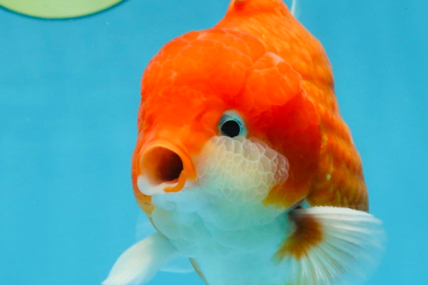 A Grade Red Sakura Yuanbao Male 4.5 inches #103125YB_30