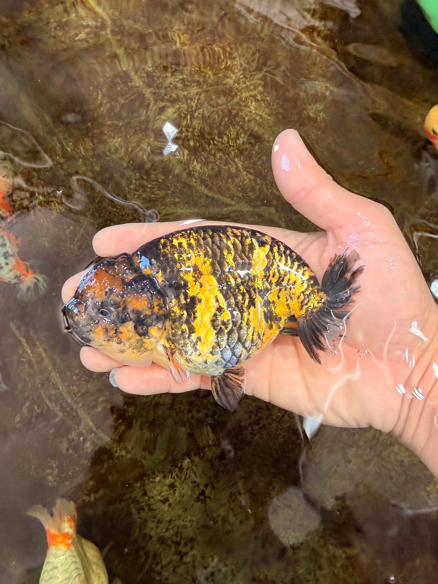 A Grade Tiger LionQueen 5 inches #101025LC_16