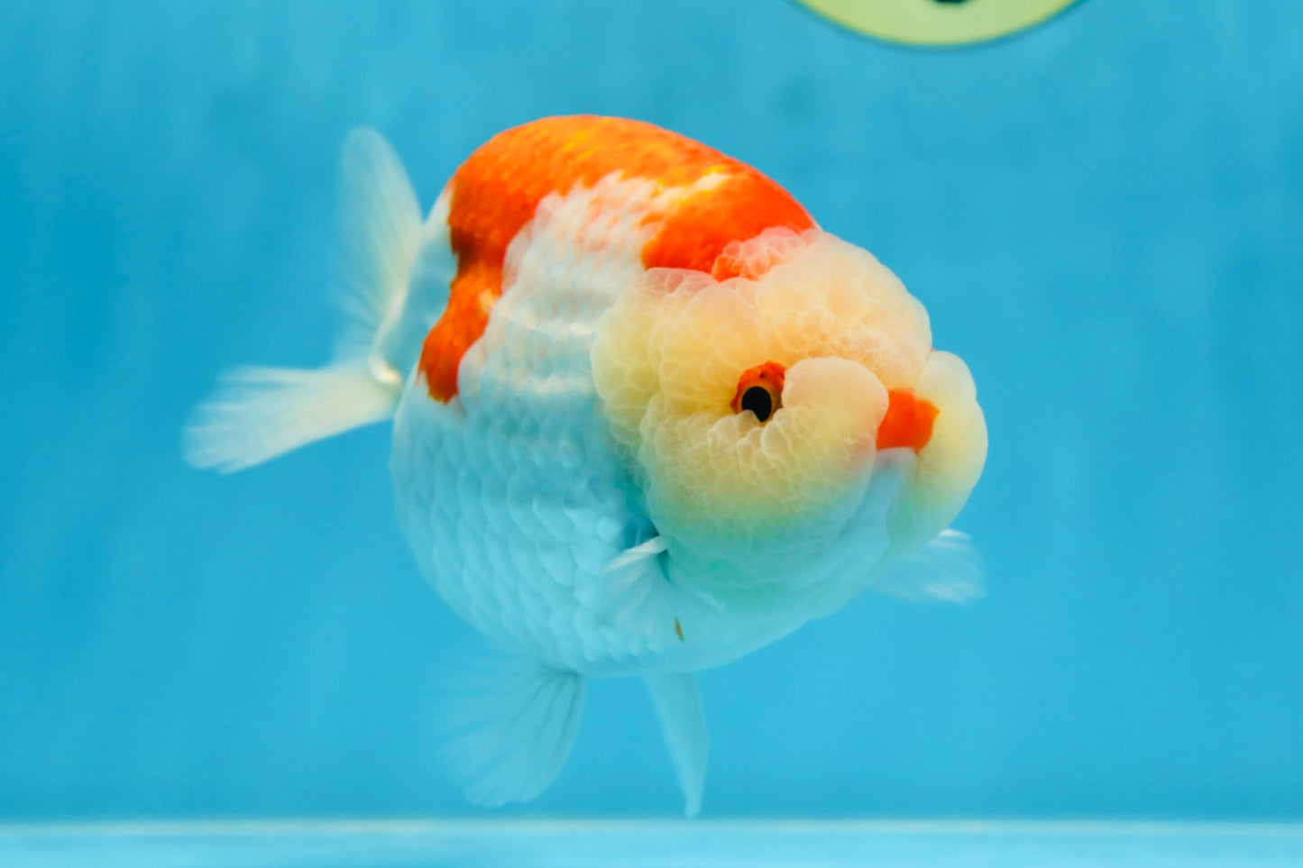 AAA Grade Super Red White LionKing 5.5 inches #080125LC_01